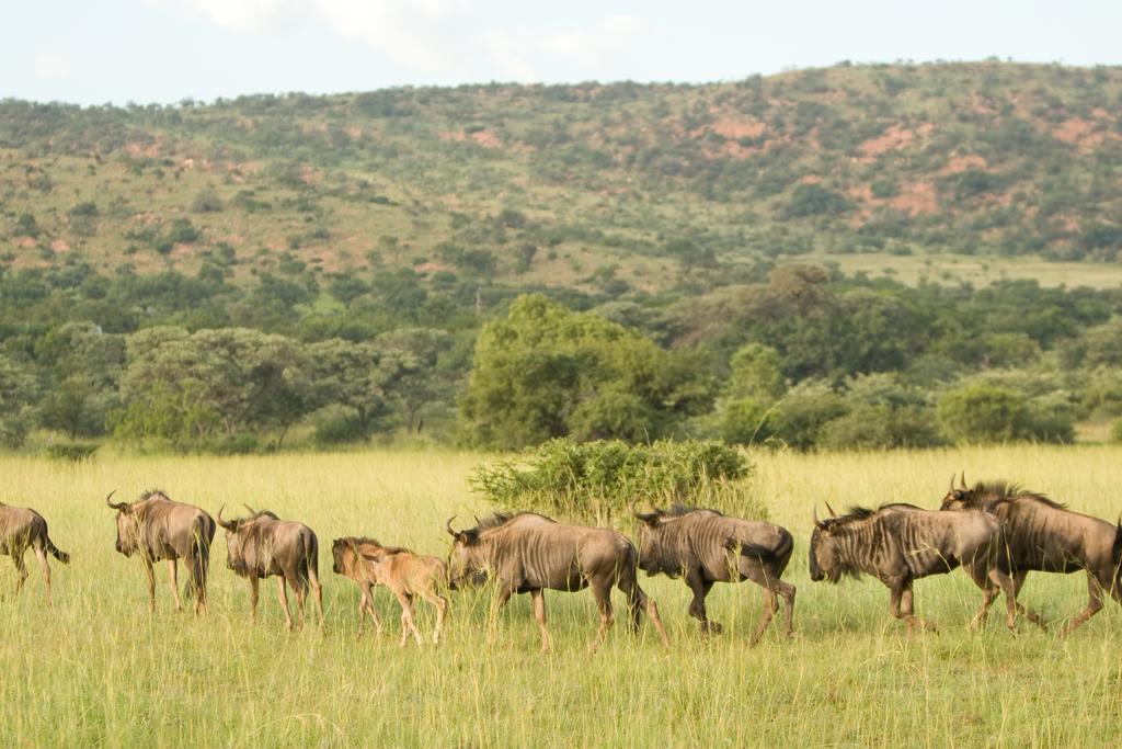 Kedar Heritage Lodge, Conference Centre & Spa Phokeng エクステリア 写真