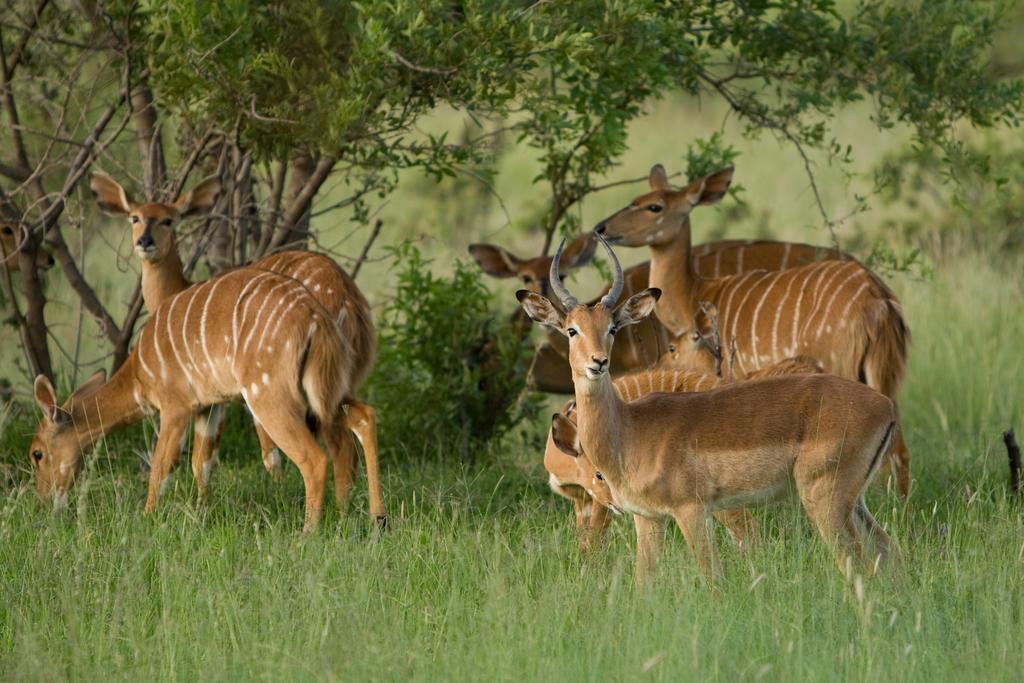 Kedar Heritage Lodge, Conference Centre & Spa Phokeng エクステリア 写真