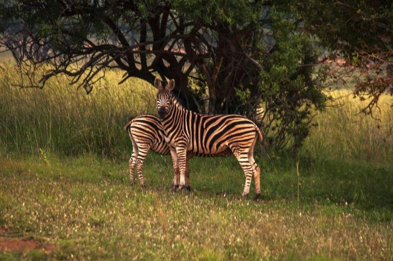 Kedar Heritage Lodge, Conference Centre & Spa Phokeng エクステリア 写真